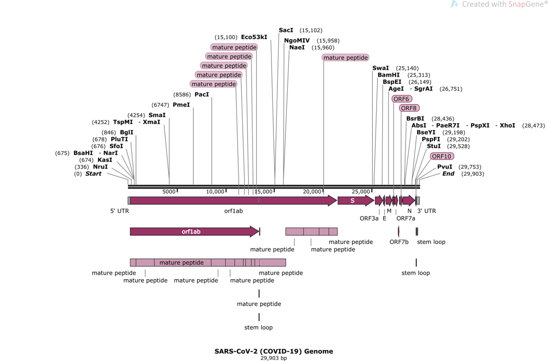 SARS-CoV-2_(COVID-19)_Genome